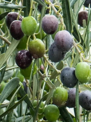 Olio d'Oliva