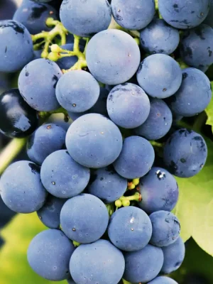 Vino